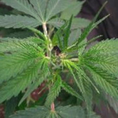 Prenseeds Amarela growlog timeline photo