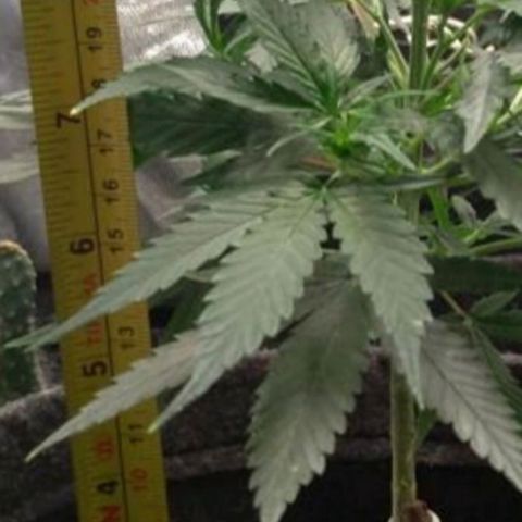 Prenseeds Amarela growlog timeline photo
