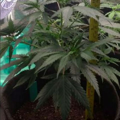 Prenseeds Amarela growlog timeline photo