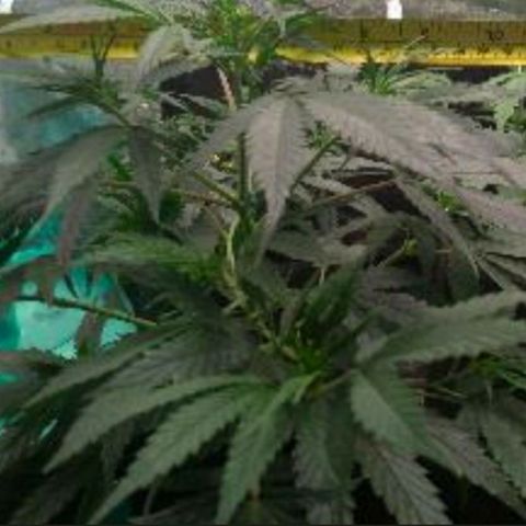 Prenseeds Amarela growlog timeline photo