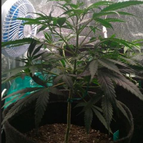 Prenseeds Amarela growlog timeline photo