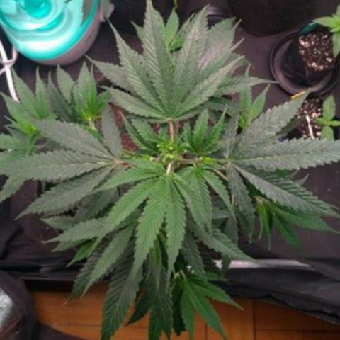 Prenseeds Amarela growlog timeline photo