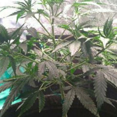 Prenseeds Amarela growlog timeline photo