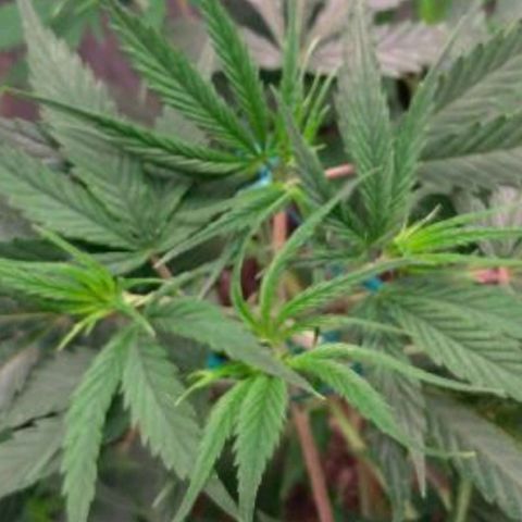 Prenseeds Amarela growlog timeline photo