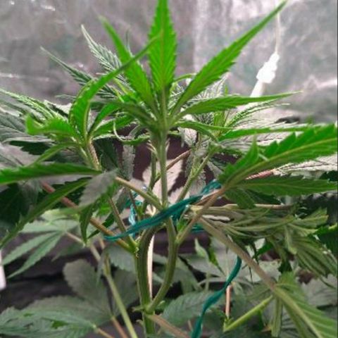 Prenseeds Amarela growlog timeline photo