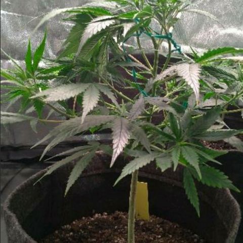 Prenseeds Amarela growlog timeline photo