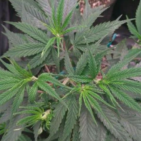 Prenseeds Amarela growlog timeline photo