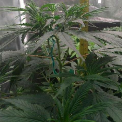 Prenseeds Amarela growlog timeline photo