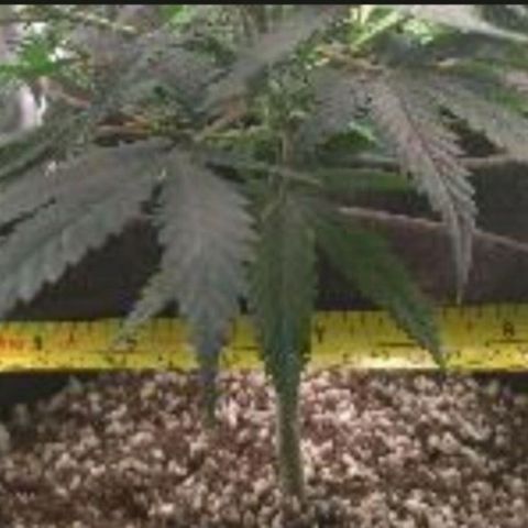 Prenseeds Amarela growlog timeline photo