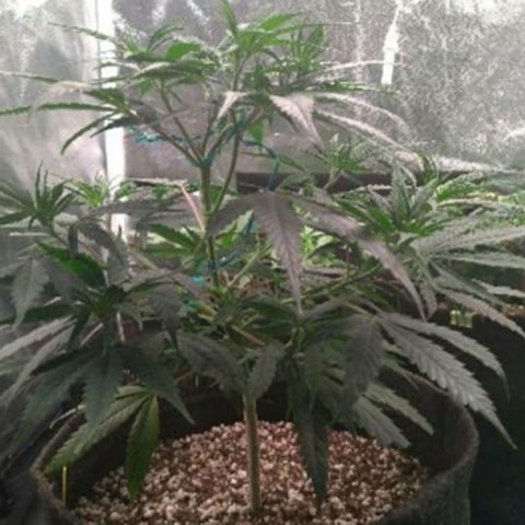 Prenseeds Amarela growlog timeline photo
