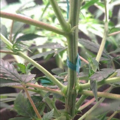 Prenseeds Amarela growlog timeline photo