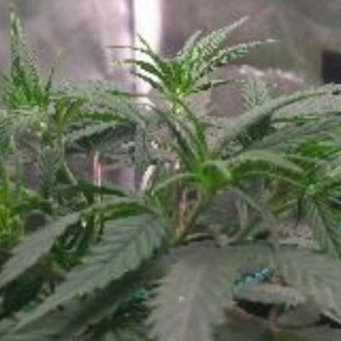 Prenseeds Amarela growlog timeline photo