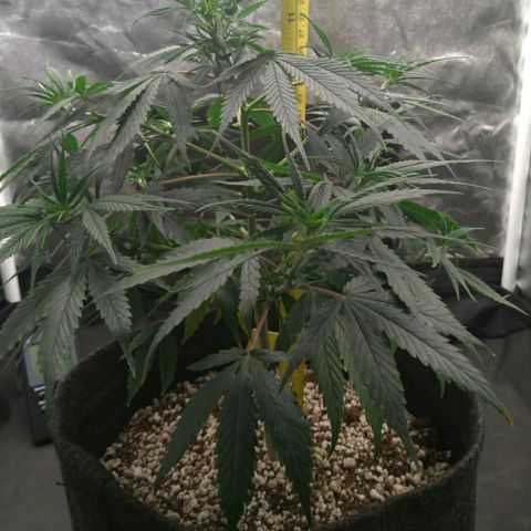 Prenseeds Amarela growlog timeline photo