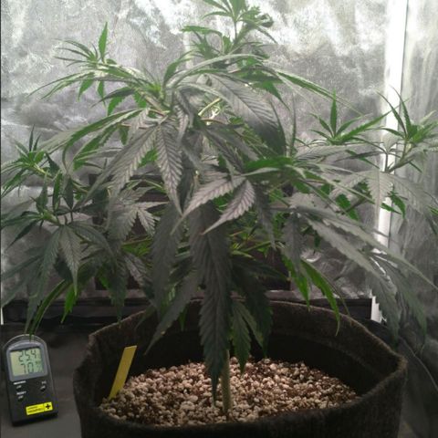 Prenseeds Amarela growlog timeline photo