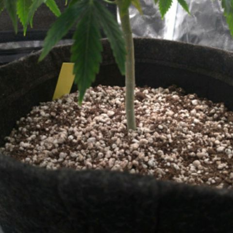 Prenseeds Amarela growlog timeline photo