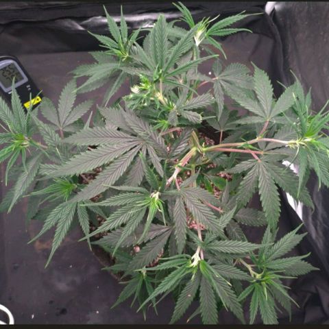 Prenseeds Amarela growlog timeline photo