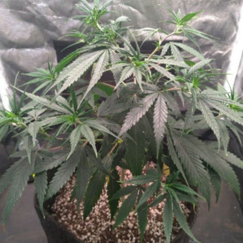 Prenseeds Amarela growlog timeline photo