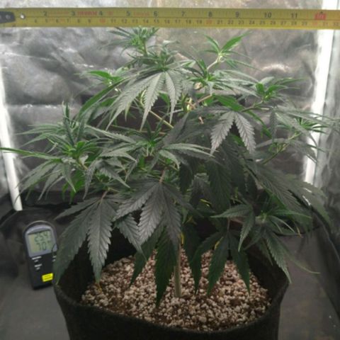 Prenseeds Amarela growlog timeline photo