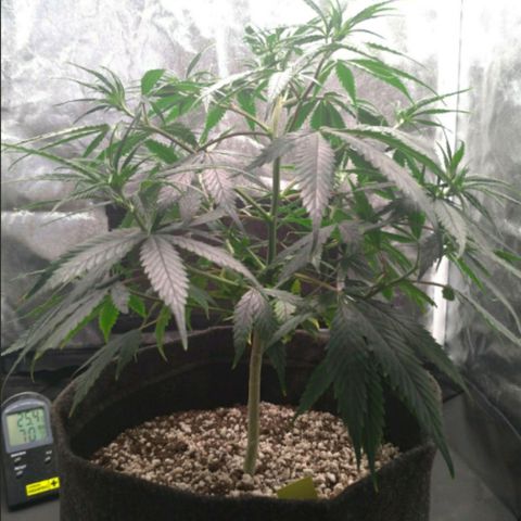Prenseeds Amarela growlog timeline photo