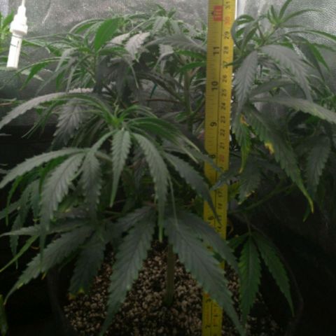 Prenseeds Amarela growlog timeline photo