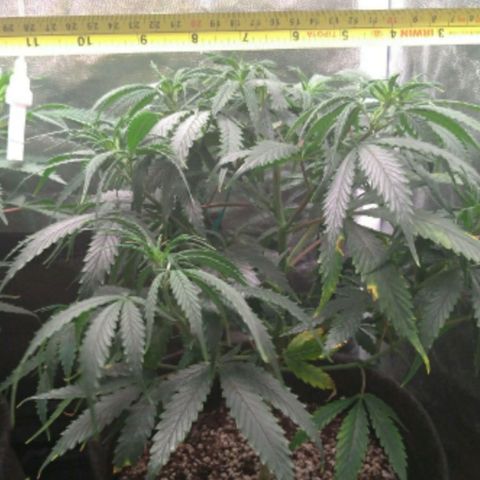 Prenseeds Amarela growlog timeline photo