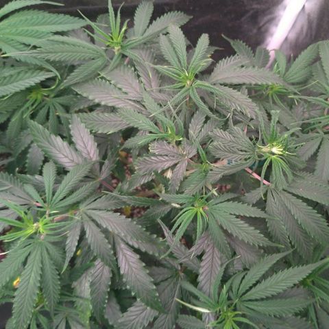 Prenseeds Amarela growlog timeline photo