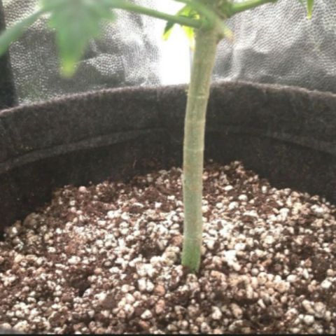 Prenseeds Amarela growlog timeline photo