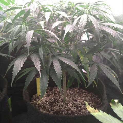 Prenseeds Amarela growlog timeline photo