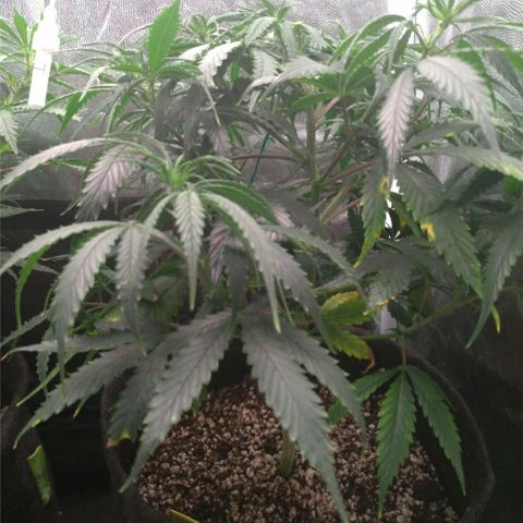 Prenseeds Amarela growlog timeline photo
