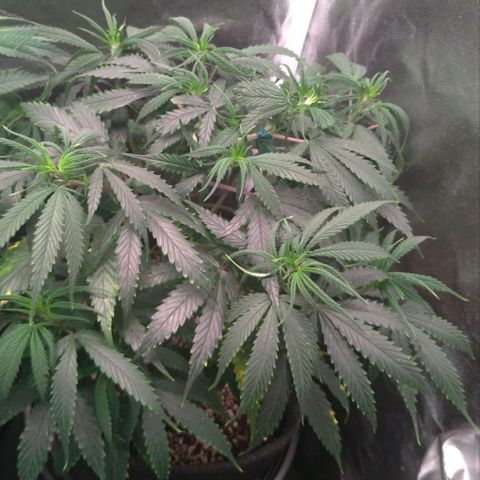 Prenseeds Amarela growlog timeline photo
