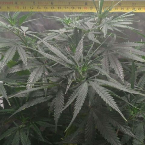 Prenseeds Amarela growlog timeline photo