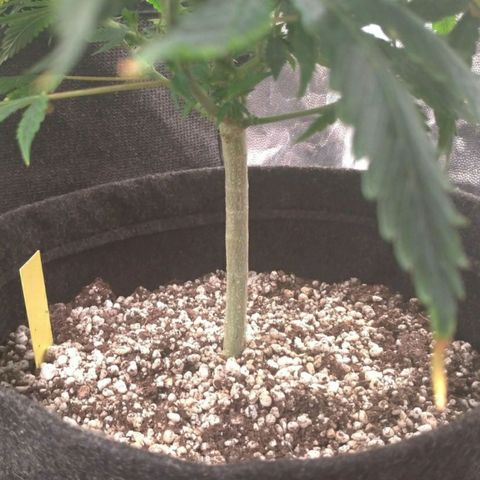 Prenseeds Amarela growlog timeline photo