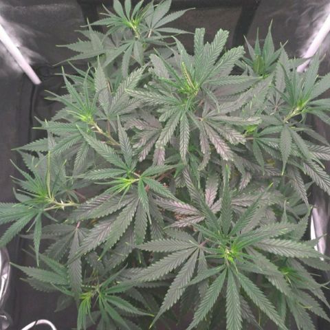 Prenseeds Amarela growlog timeline photo