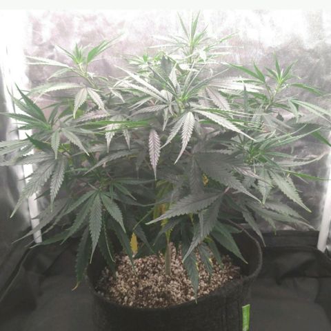 Prenseeds Amarela growlog timeline photo