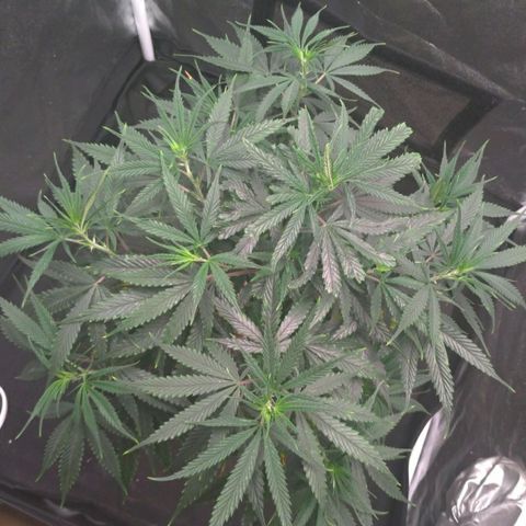 Prenseeds Amarela growlog timeline photo