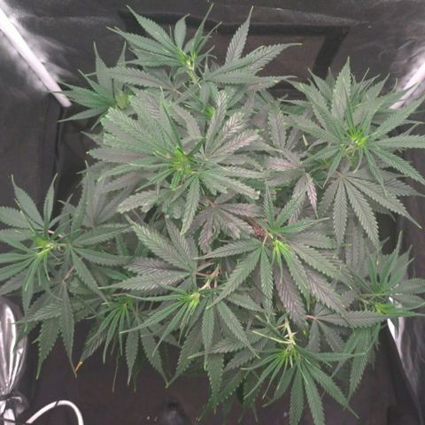 Prenseeds Amarela growlog timeline photo