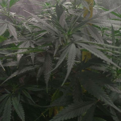 Prenseeds Amarela growlog timeline photo