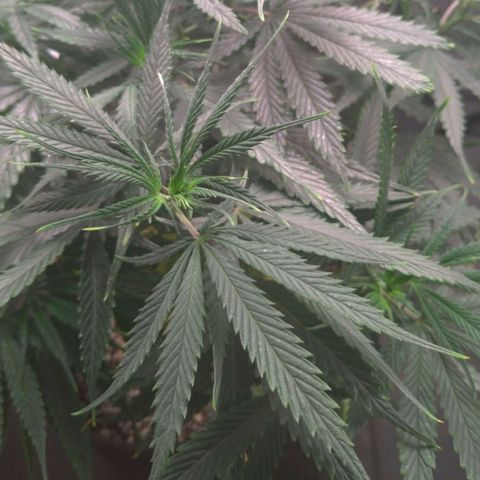Prenseeds Amarela growlog timeline photo