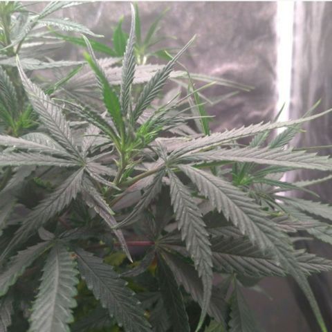 Prenseeds Amarela growlog timeline photo