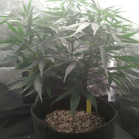 Prenseeds Amarela growlog timeline photo