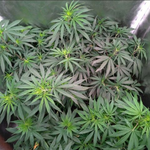 Prenseeds Amarela growlog timeline photo