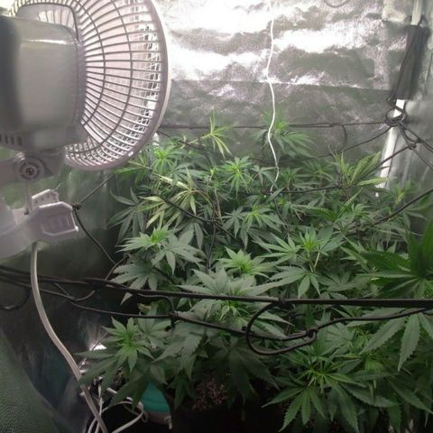 Prenseeds Amarela growlog timeline photo