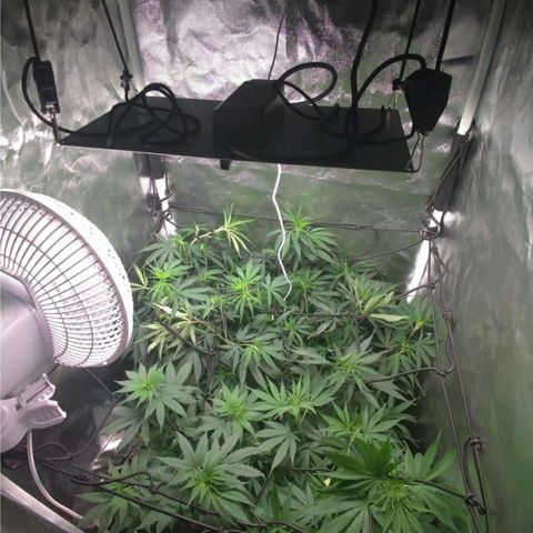 Prenseeds Amarela growlog timeline photo