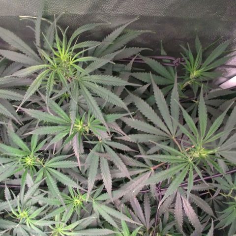 Prenseeds Amarela growlog timeline photo