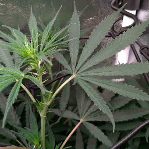 Prenseeds Amarela growlog timeline photo