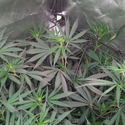 Prenseeds Amarela growlog timeline photo