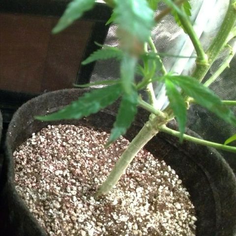Prenseeds Amarela growlog timeline photo