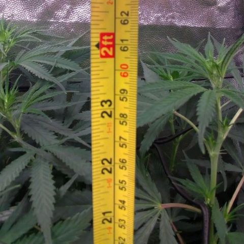 Prenseeds Amarela growlog timeline photo