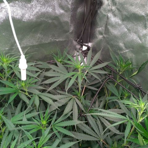 Prenseeds Amarela growlog timeline photo