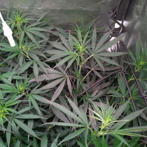 Prenseeds Amarela growlog timeline photo